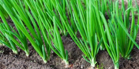 Kako uzgajati luk iz velikih setova